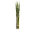 Fagot herbe H79