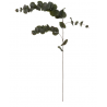 Branche eucalyptus 